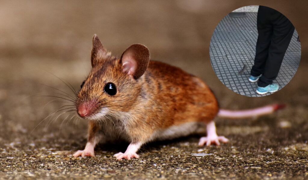 Video: mouse "hid" in a lady's clothes and caused fear in people in a row