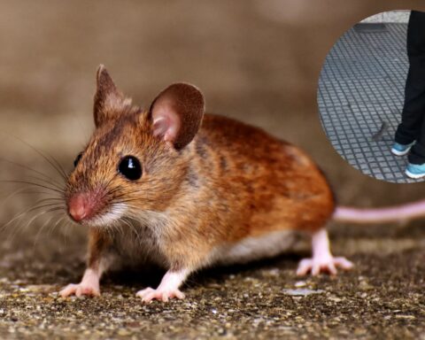 Video: mouse "hid" in a lady's clothes and caused fear in people in a row