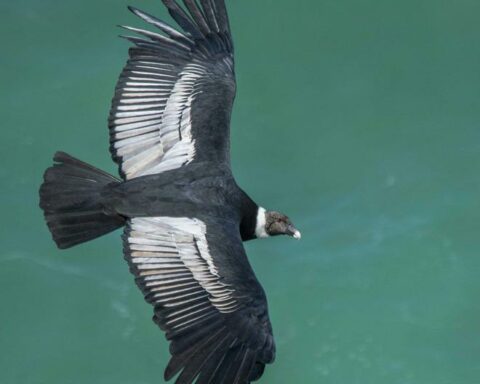 Why is there presence of microplastics in Andean condors that live in nature reserves?