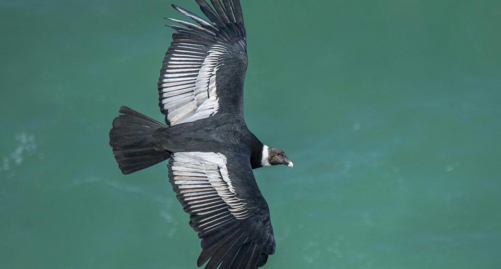 Why is there presence of microplastics in Andean condors that live in nature reserves?