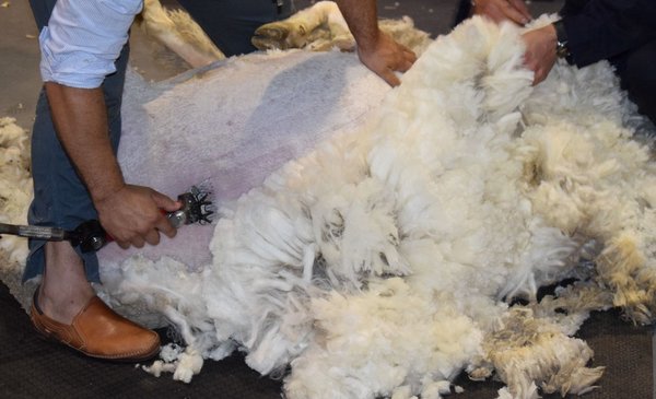 With China absent from the market, wool does not pick up