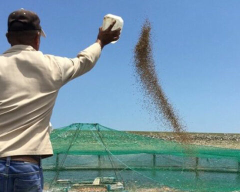 With dams invaded by weeds, aquaculture cuts its production in half in Cuba