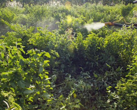 Without an agreement, voting on the Pesticides PL is postponed to Tuesday