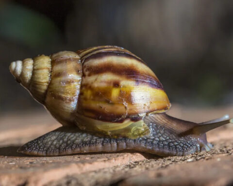 Zulia health authorities insist on avoiding contact with the African snail