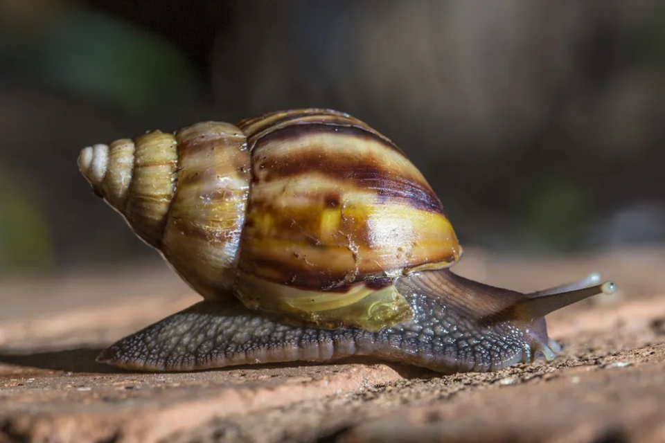 Zulia health authorities insist on avoiding contact with the African snail