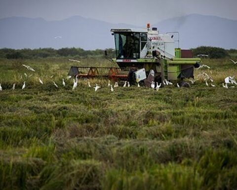 "With those prices you can't" in Cuba, the usufructuaries of rice lands protest