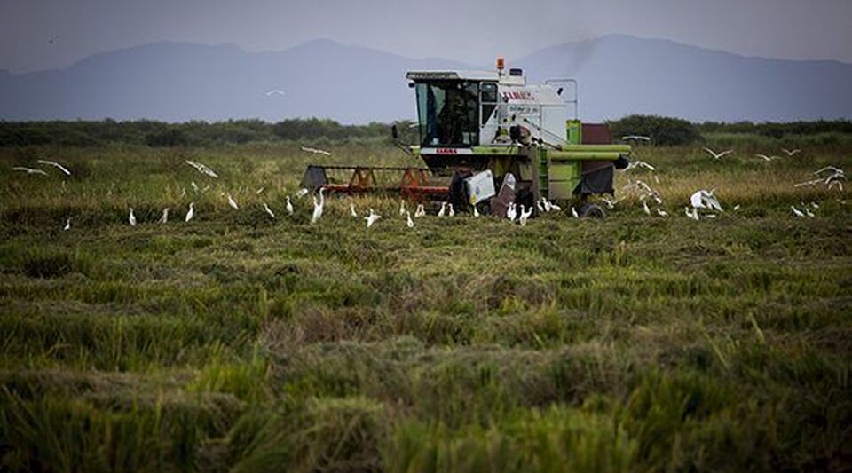 "With those prices you can't" in Cuba, the usufructuaries of rice lands protest