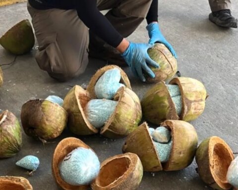 300 kilos of fentanyl were transported inside coconuts in Sonora