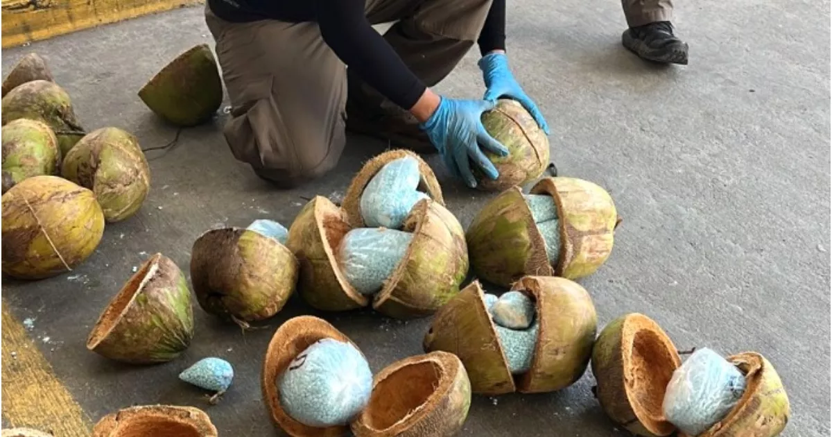 300 kilos of fentanyl were transported inside coconuts in Sonora