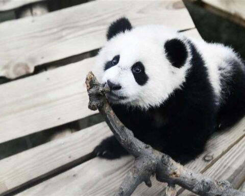 A two-year-old panda at a zoo in the Netherlands turned out to be a female, not a male