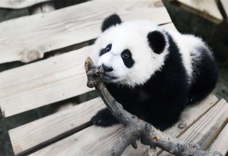 A two-year-old panda at a zoo in the Netherlands turned out to be a female, not a male