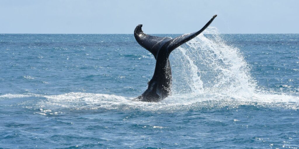 Aerial census confirms recovery of humpback whale population