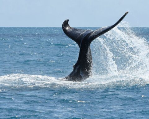 Aerial census confirms recovery of humpback whale population