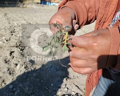 Almost 50% of the potato crops in Marcavalle have been lost due to drought and frost