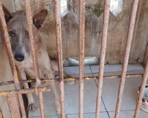perro, rabia, La Habana