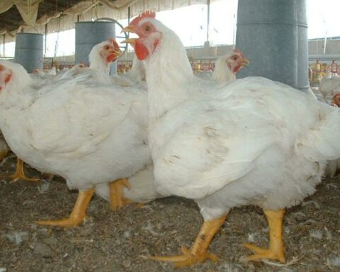 Avian flu: what you should about the consumption and handling of chicken, turkey and eggs