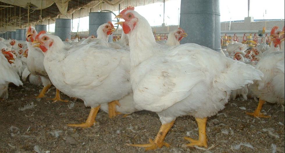 Avian flu: what you should about the consumption and handling of chicken, turkey and eggs