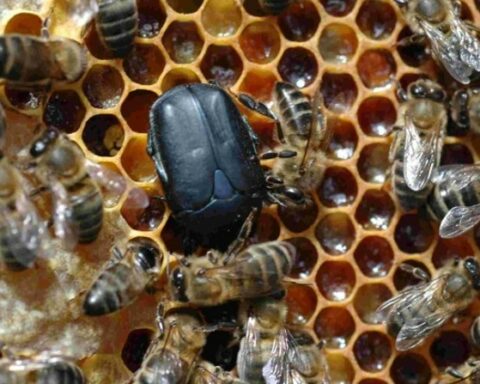 Beekeeping alert: a beetle that destroys hives has been detected in southern Brazil