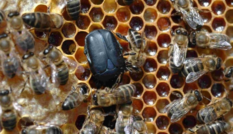 Beekeeping alert: a beetle that destroys hives has been detected in southern Brazil