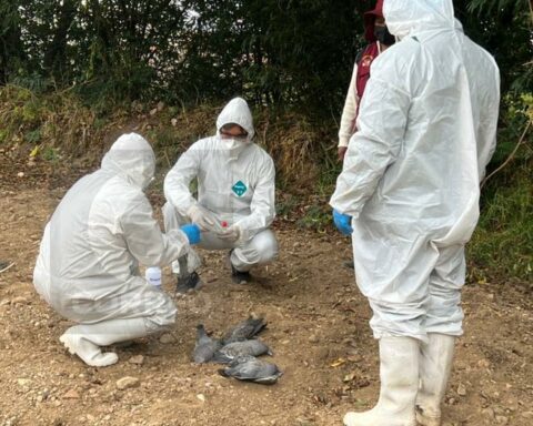 Bird flu: Senasa investigates strange death of wild birds in Jauja