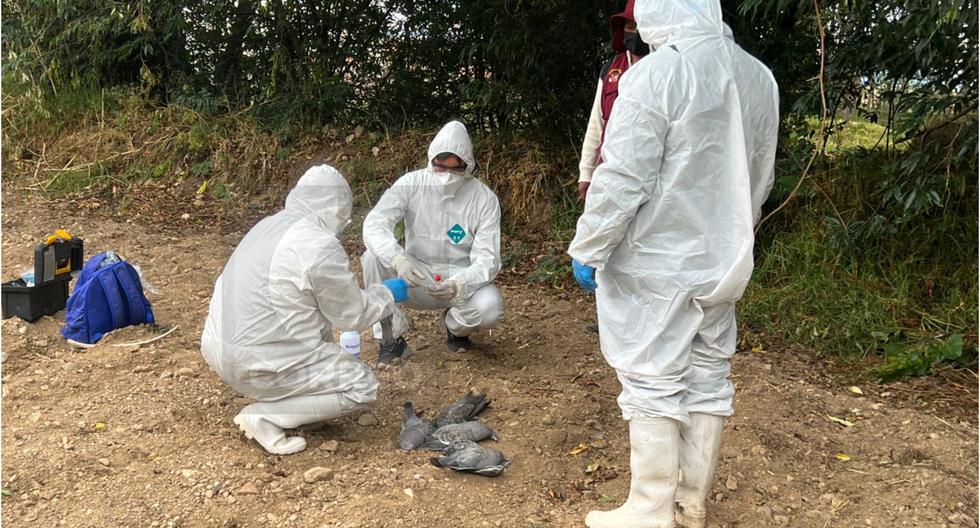 Bird flu: Senasa investigates strange death of wild birds in Jauja