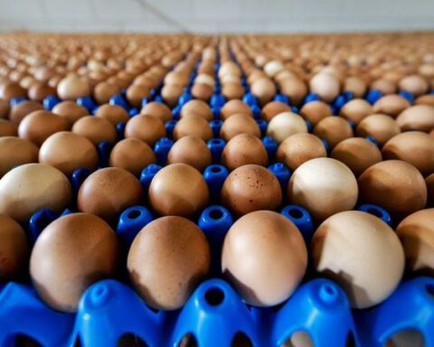 Bird flu could affect chicken and egg production