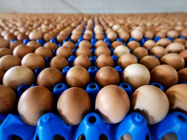 Bird flu could affect chicken and egg production