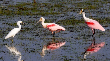 COP15 begins, which will propose measures to recover biodiversity by 2030