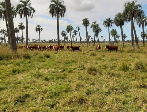 COP27 reaffirmed Uruguay's good prospects in the carbon credit business