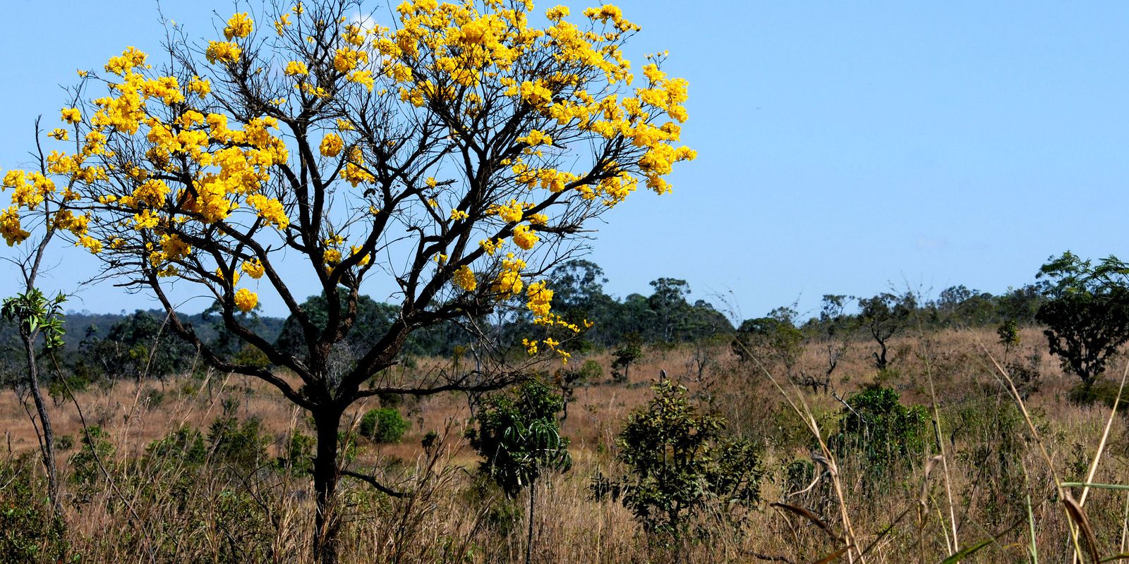 Cerrado records 25% increase in deforestation this year