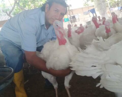 Christmas consumption: local production reduces the price of turkey meat