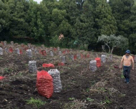 Consolidating the role of agriculture towards COP28