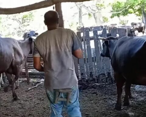 Cuban farmers prefer to pay the fine than deliver the milk to the State