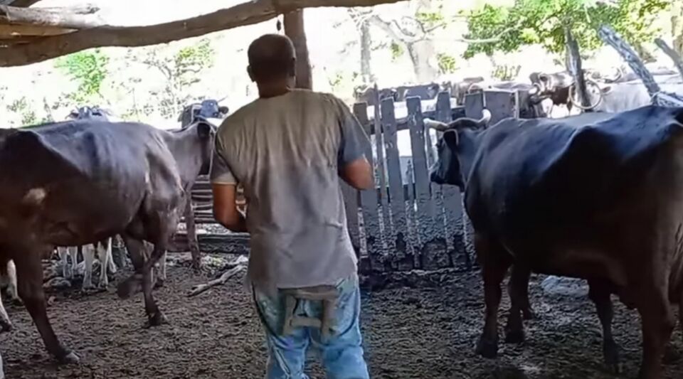 Cuban farmers prefer to pay the fine than deliver the milk to the State