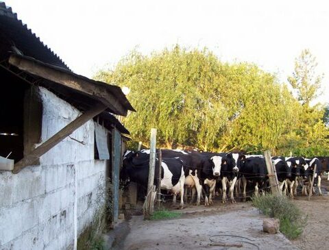 Dairy trust will return almost US$ 4.5 million to dairy farmers