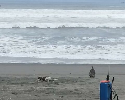 Dead pelicans on Arequipa beaches generate fear in visitors