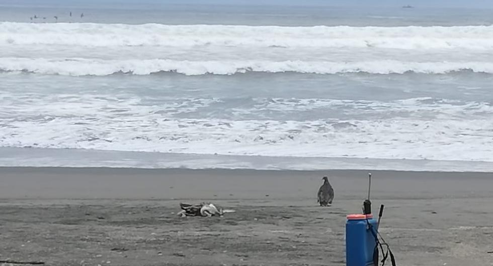 Dead pelicans on Arequipa beaches generate fear in visitors