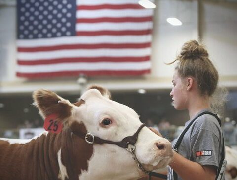 Decline in US cattle production may help Uruguay