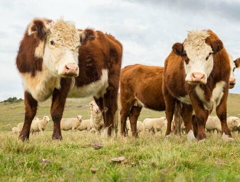 Despite the brake, two livestock revolutions will continue