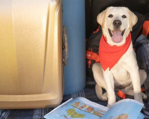 Everything you need to know to travel with pets by plane