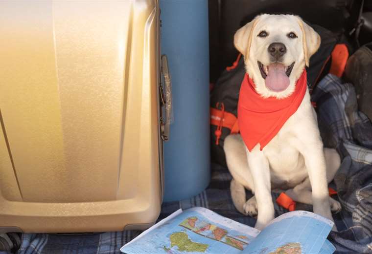 Everything you need to know to travel with pets by plane