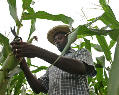 FAO promotes family farming in Latin America in the face of the food crisis