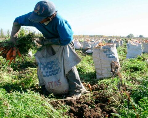 Fedeagro asks to activate credits so that agricultural activity grows in 2023