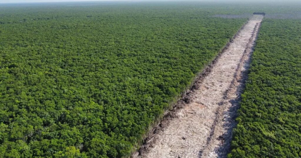 Felipe Calderón: The construction of the Mayan Train is an environmental crime