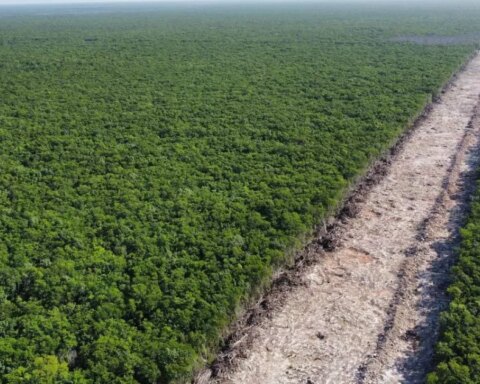 Felipe Calderón: The construction of the Mayan Train is an environmental crime