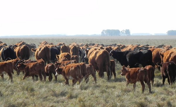 Fewer cows and fewer sheep, but with some green lights