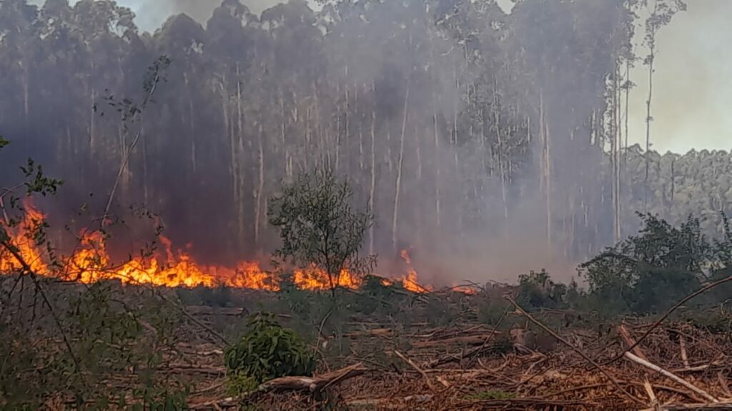 Firefighters control fire in La Floresta and Costa Azul