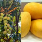 Fresh Colombian mango arrives for the first time in the United States