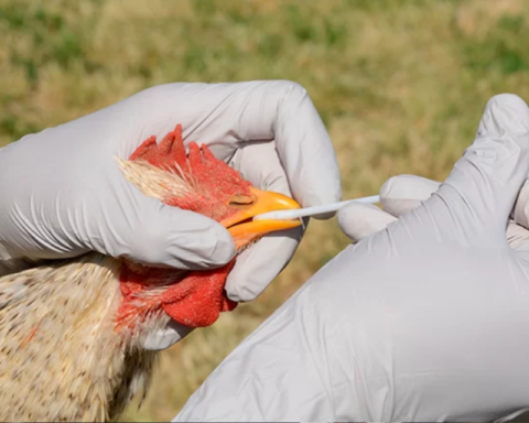 Government activates plan to promote the prevention of H5N1 avian influenza