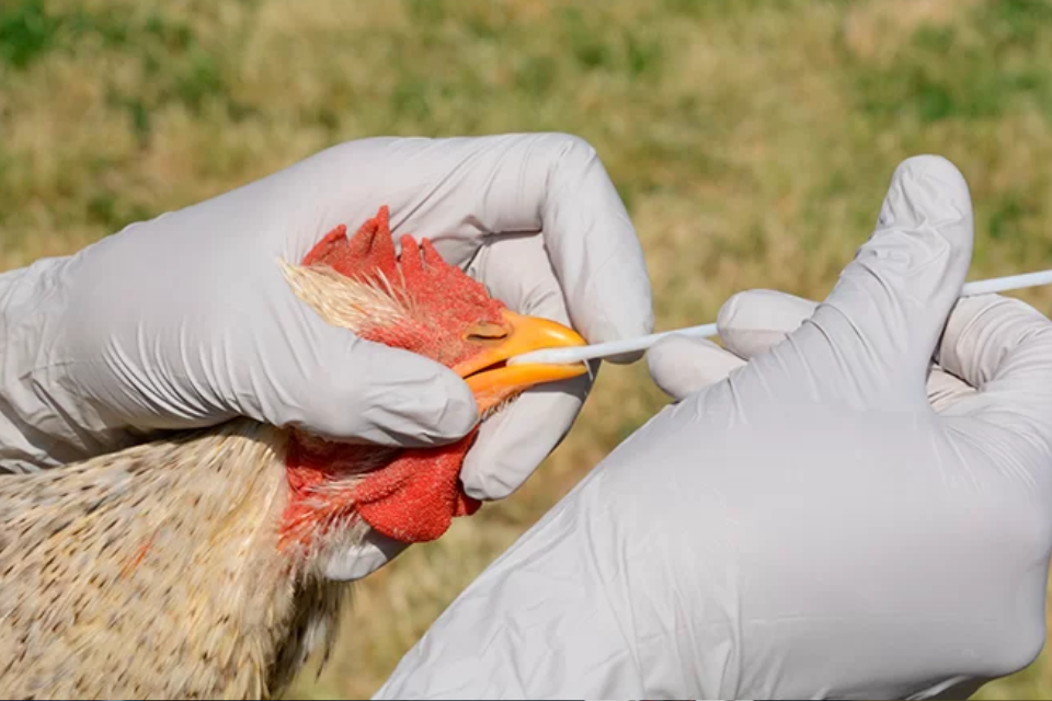 Government activates plan to promote the prevention of H5N1 avian influenza